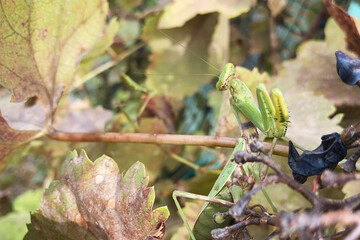 Fototapeta premium big green mantis is sitting on branch with yellow autumn leaves. Mimicry, insect almost is not visible on leaves background. Wildlife concept