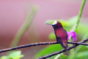 Snowcap, Microchera albocoronata © AGAMI