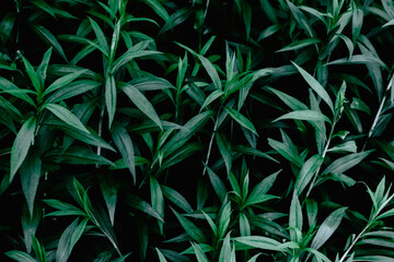 Fototapeta na wymiar nice and textural,green and clean plant leaves