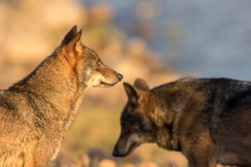 Iberian wolf, Canis lupus signatus