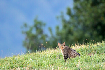European Wild Cat, Felis silvestris silvestris