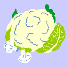 Cauliflower, hand drawn vector illustration