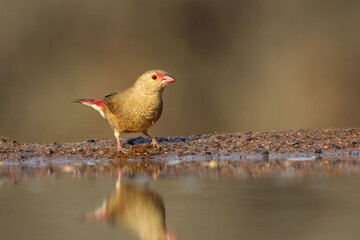 The red-billed firefinch or Senegal firefinch (Lagonosticta senegala) at the waterhole. Green colored firefinch with a red tail at the watering hole.