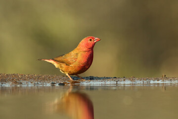 The red-billed firefinch or Senegal firefinch (Lagonosticta senegala) at the waterhole with green background.