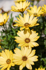 Dimorphotheca in the garden