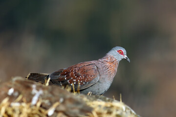 Spekled pigeon or Feral pigeon (Columba guinea) on the rock. A large colored pigeon with a red eye sowing on a rock in the high mountains.