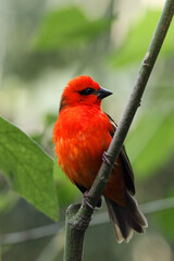 The red fody (Foudia madagascariensis) seated on the branch. Red weaver in the green jungle. Red bird in a green rainforest.