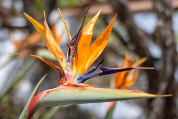 Strelitzia or bird of paradise flower