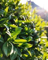 Obraz premium green leaves background