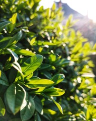 green leaves background