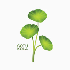 Leaf Herb gotu kola Vector illustration 