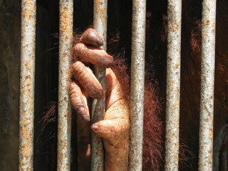 Ein Orang-Utan in Gefangenschaft mit der Hand an den Gitterstäben, eingesperrt in einen Käfig, Tierschutz