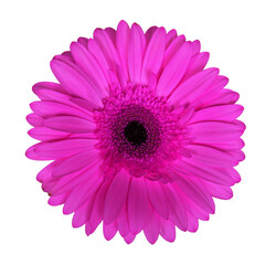 gerbera pink isolated on white