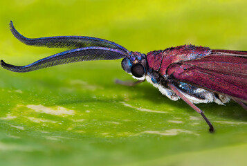 Cyclosia latipennis moth