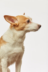 jack russell terrier