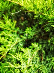 spider web on a tree