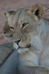 portrait of a lioness captured in the Kgalagadi Transfrontier national park