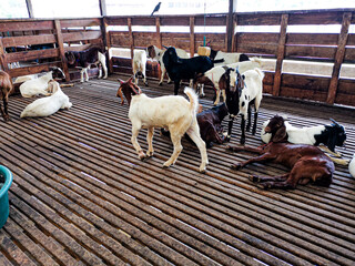 Goat in the slaughterhouse in Malaysia