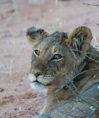 portrait of a lioness captured in the Kgalagadi Transfrontier national park