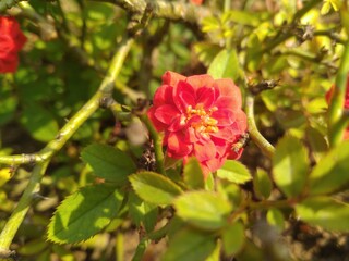 Obraz premium Rose Flower in the Sunshine