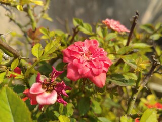 Obraz premium Rose Flower in the Sunshine