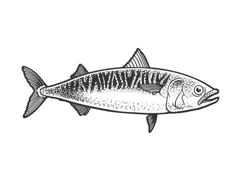 black and white mackerel fish drawing clip art preview