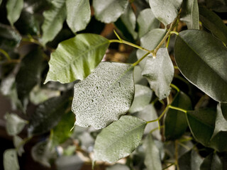leaves of ficus, tree with rain drops, dew