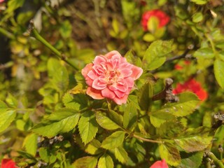 Rose Flower in the Sunshine