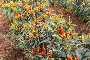 Ripe red peppers grow in a greenhouse in the garden. Agriculture and organic eco vegetables and food.