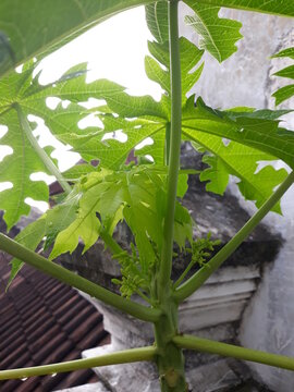 Papaya leaves are very beautiful green color