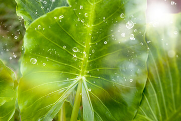 水滴が付いた観葉植物