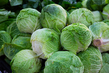 Fototapeta premium Closeup of fresh savoy cabbages. Vegetable background. Vegetarian food concept