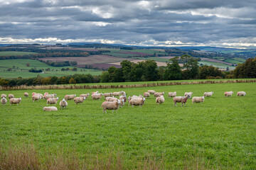 Fototapeta na wymiar Sheep Grazing in the Scottish Borders