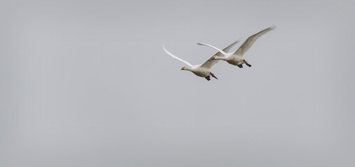 Whooper Swans Flying against a grey cloudy background