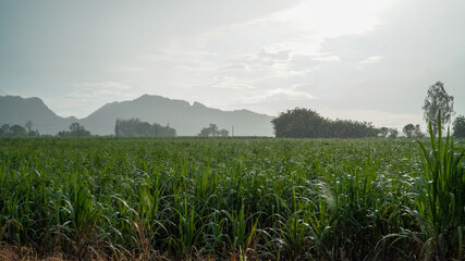 The Mountains In Spring Before Or After Rain
