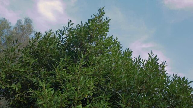 Albero di alloro