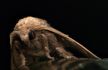 moths of kerala and india