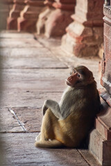 photograph of a monkey in a temple in india