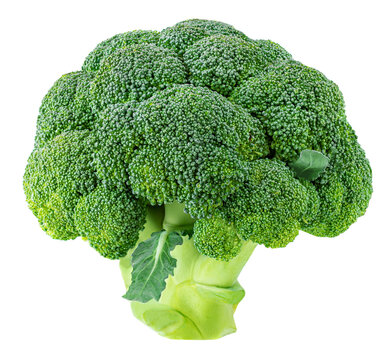 Raw broccoli  isolated on white background, close-up. .