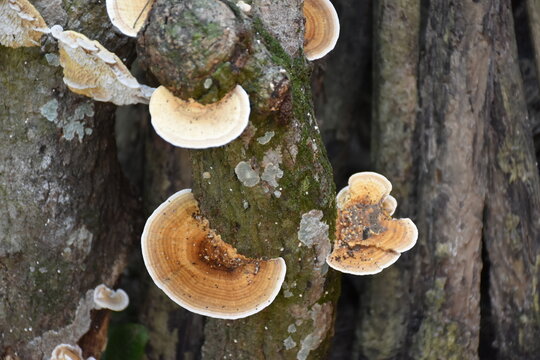 Hoof Polypore or Tinder Polypore Mushrooms Fomes Fasciatus on a fallen tree