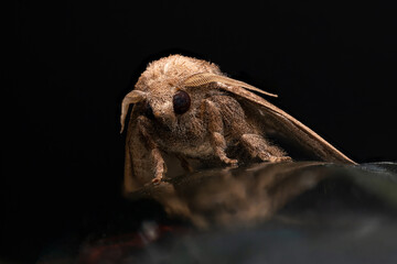 moths of kerala and india