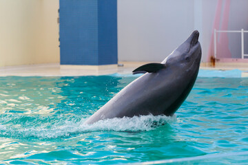 Naklejka premium 須磨海浜水族園のイルカショー