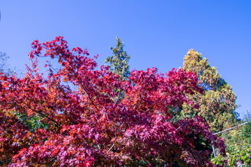 Bright foliage colors in Autumn, Riehen Switzerland