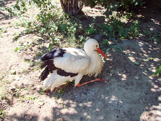 White stork crouched on the grass and resting in the shade of a small tree. © Hennadii