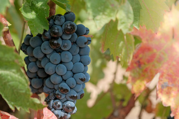 Close up of bunches of ripe blue wine grapes on blurred green leaves background. Beautiful bouquet of ripe blue wine grapes with copy space. Plantation of vines. Autumn harvest in vineyard in Europe
