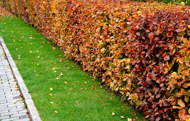 shaped deciduous hedges in the fall shed lots of leaves on the lawns of the path of the retaining...