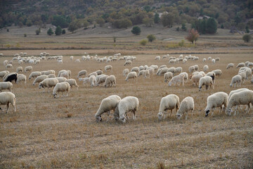 Flock with sheep grazing in a meadow in the mountains