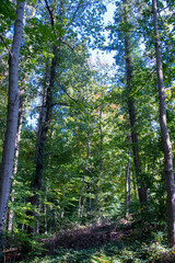 Bright foliage colors in Autumn, Riehen Switzerland