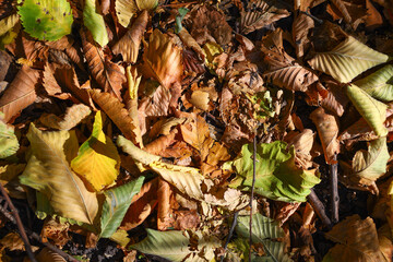texture of yellow fallen leaves. autumn background