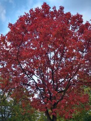 trees with red leaves